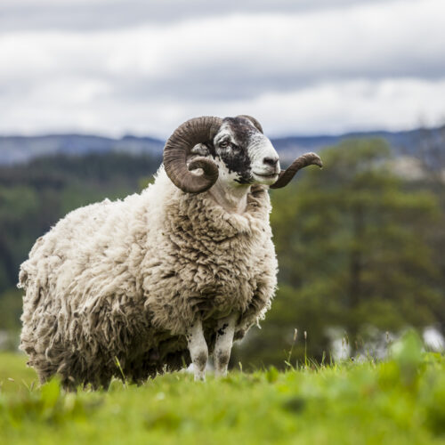 Mouton scottish blackface