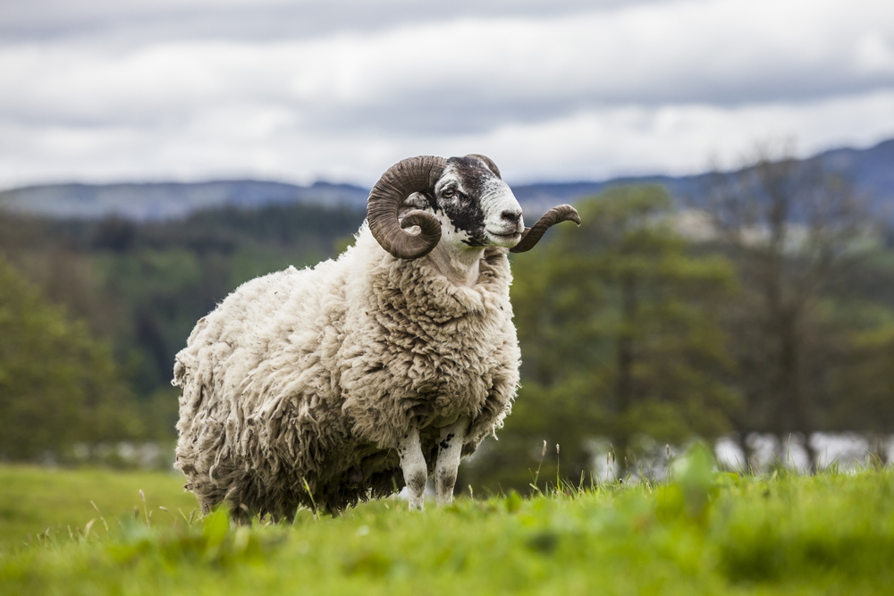 Mouton scottish blackface