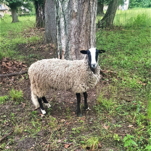 élevage de Mouton Bizet