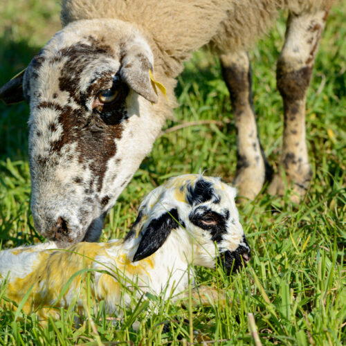 élevage de mouton rava
