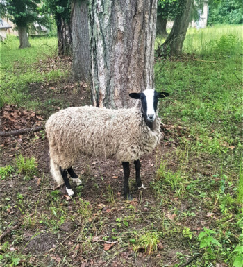 élevage de Mouton Bizet