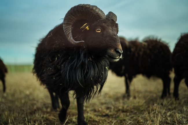 Black,Sheeps,With,Yellow,Eyes